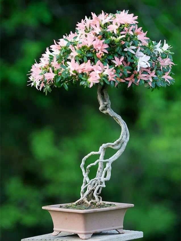 花木行業(yè)app開(kāi)發(fā)如此吃香原因是什么