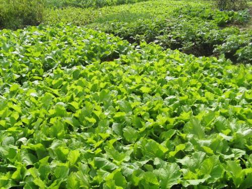 蔬菜種植軟件開(kāi)發(fā)于農民而言意義是什么