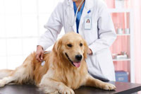 犬類(lèi)防疫證APP開(kāi)發(fā) 開(kāi)啟文明養犬時(shí)代