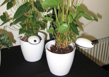 養花直播APP開(kāi)發(fā)