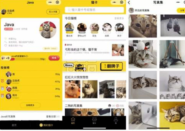 貓咪小程序開(kāi)發(fā)給愛(ài)貓人士提供平臺-廣州app開(kāi)發(fā)公司酷蜂科技